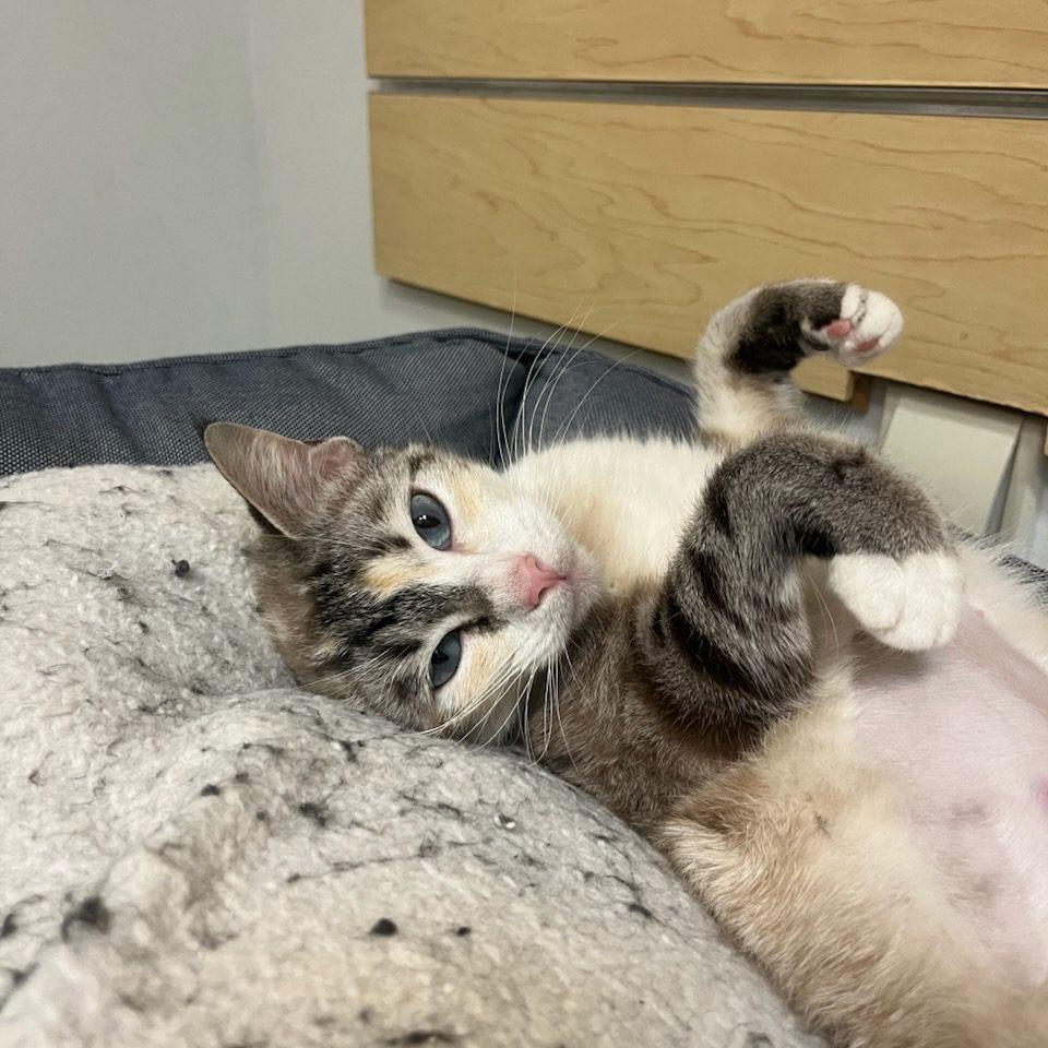 Enlarge Princess Bean, a Adoptable Domestic Short Hair in Colorado Springs, CO image 4/6