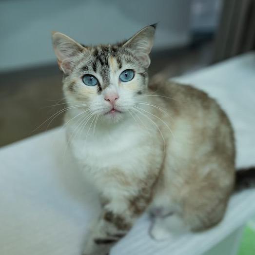 Enlarge Princess Bean, a Adoptable Domestic Short Hair in Colorado Springs, CO image 5/6