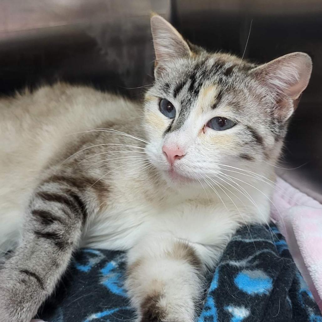 Enlarge Princess Bean, a Adoptable Domestic Short Hair in Colorado Springs, CO image 6/6