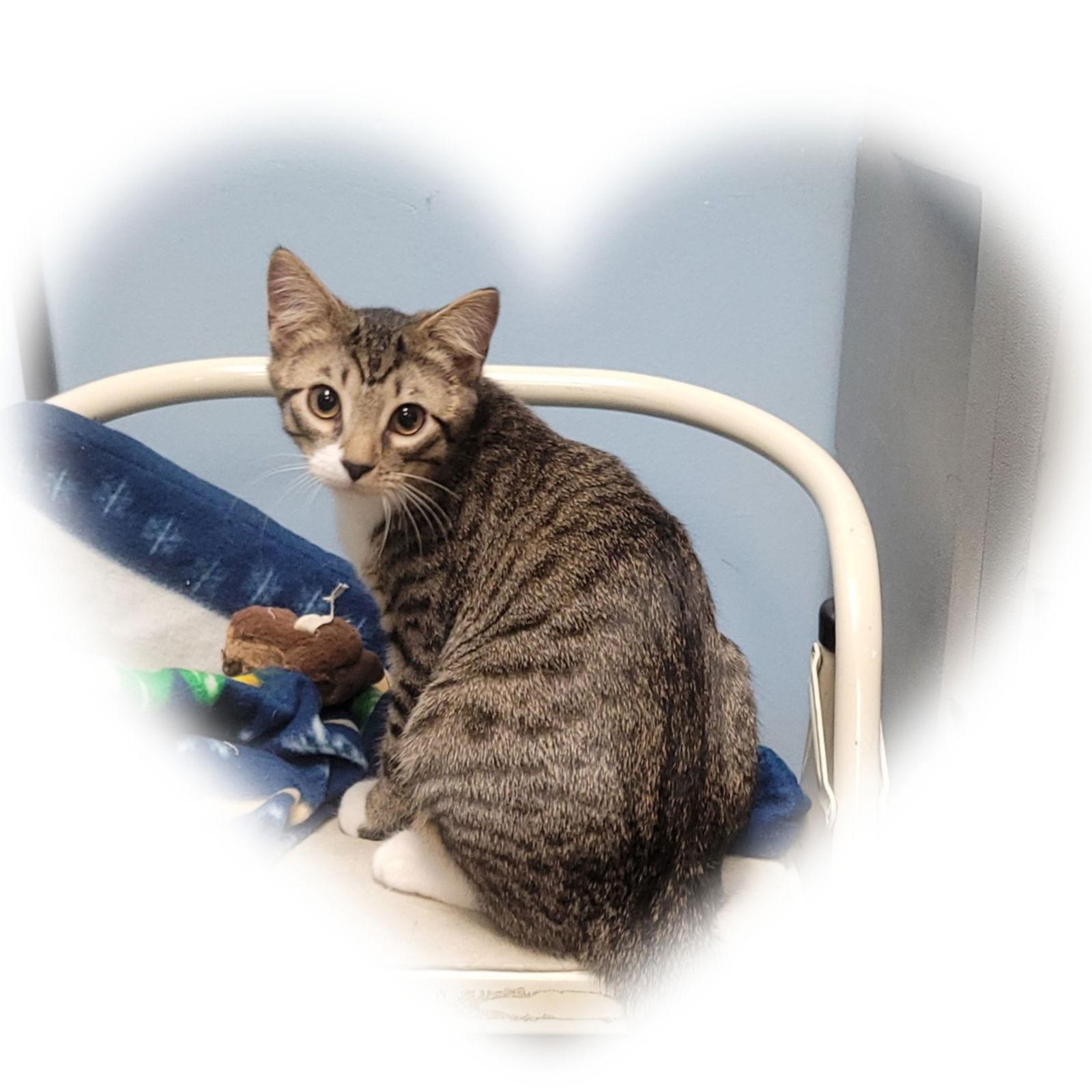 Laverne&Shirley Litter - LENNY, Adoptable, Kitten Male Domestic Short Hair.