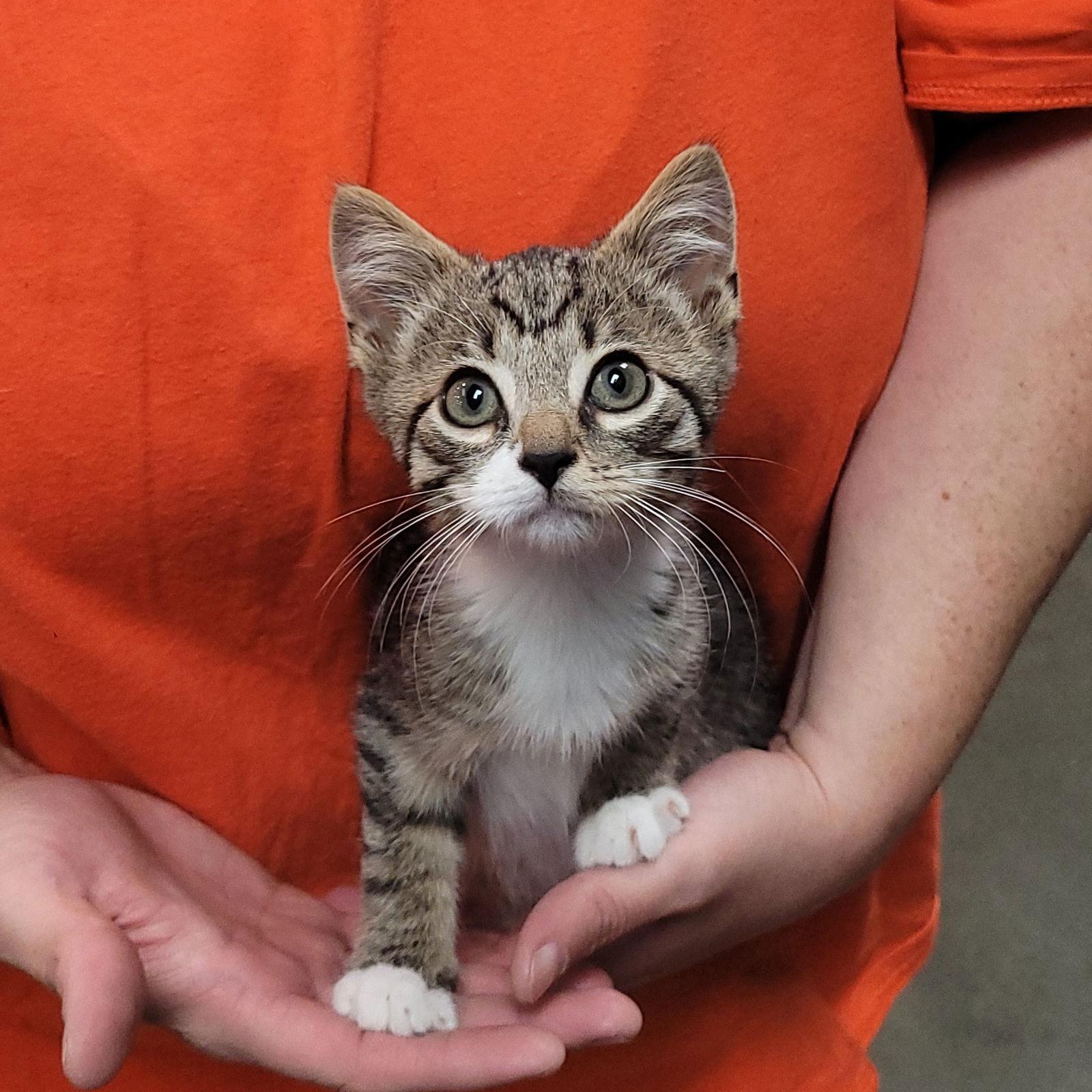 Laverne&Shirley Litter - LENNY, Adoptable, Kitten Male Domestic Short Hair.