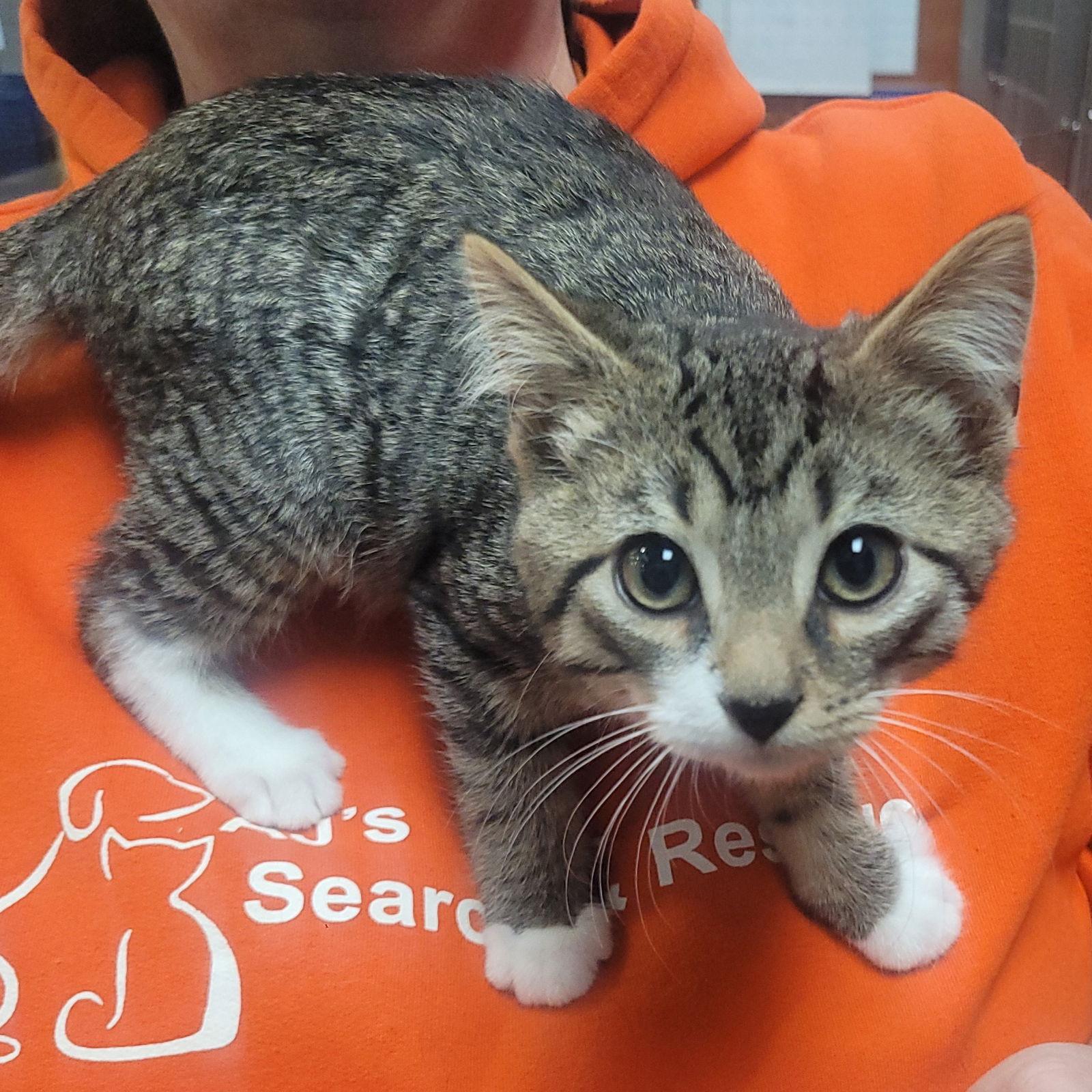 Laverne&Shirley Litter - LENNY, a Adoptable Domestic Short Hair in Akron, OH image 2/3