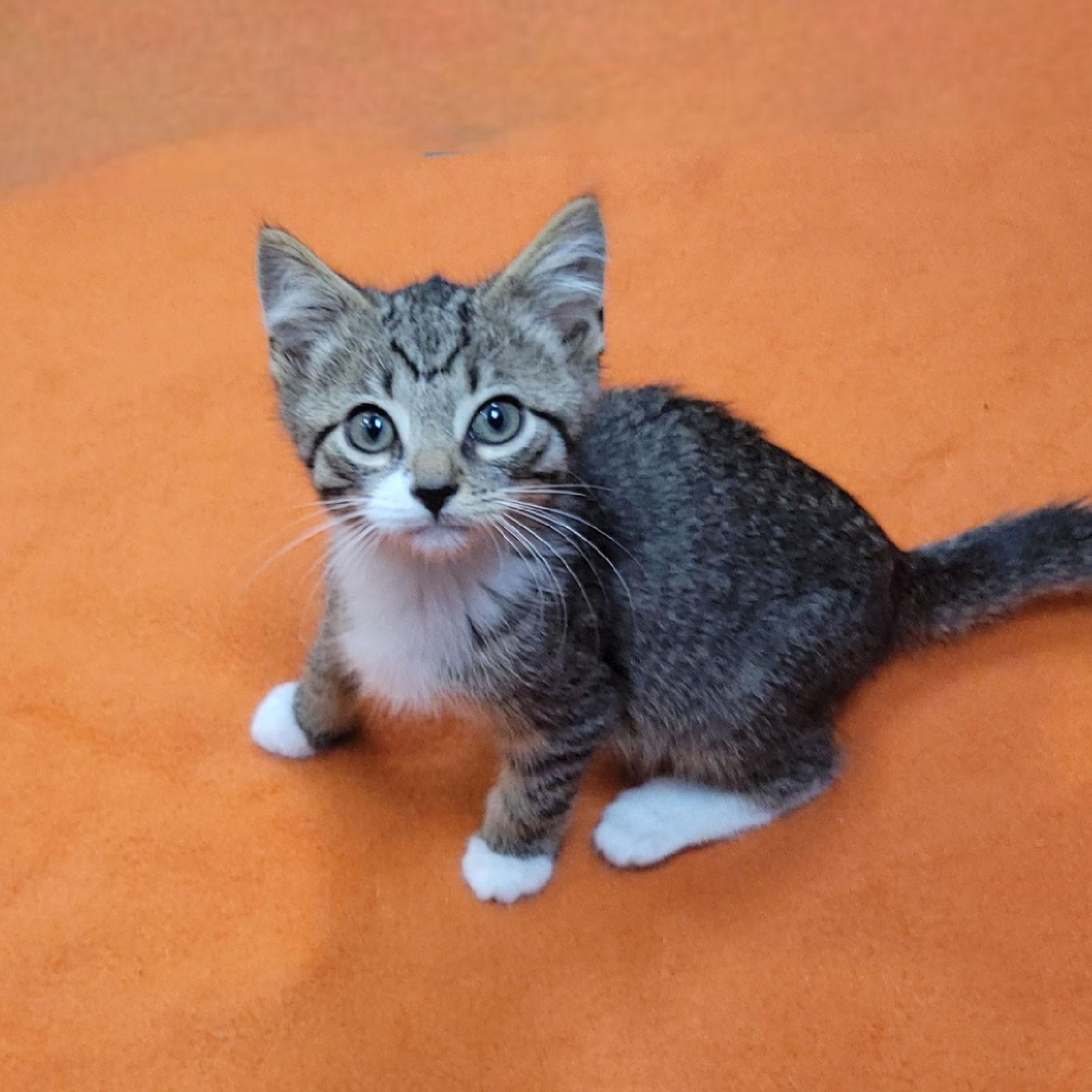 Laverne&Shirley Litter - LENNY, a Adoptable Domestic Short Hair in Akron, OH image 3/3