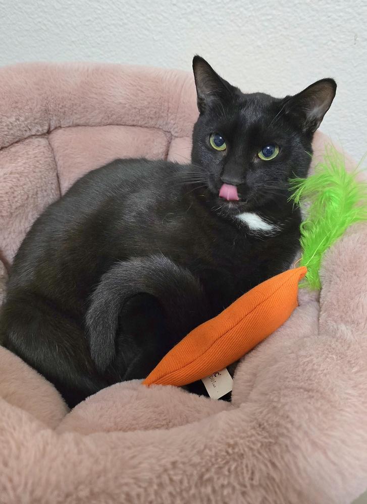 Lucas, Adoptable, Kitten Male Domestic Short Hair.