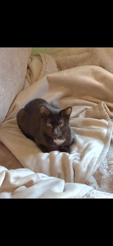 Lucas, Adoptable, Kitten Male Domestic Short Hair.