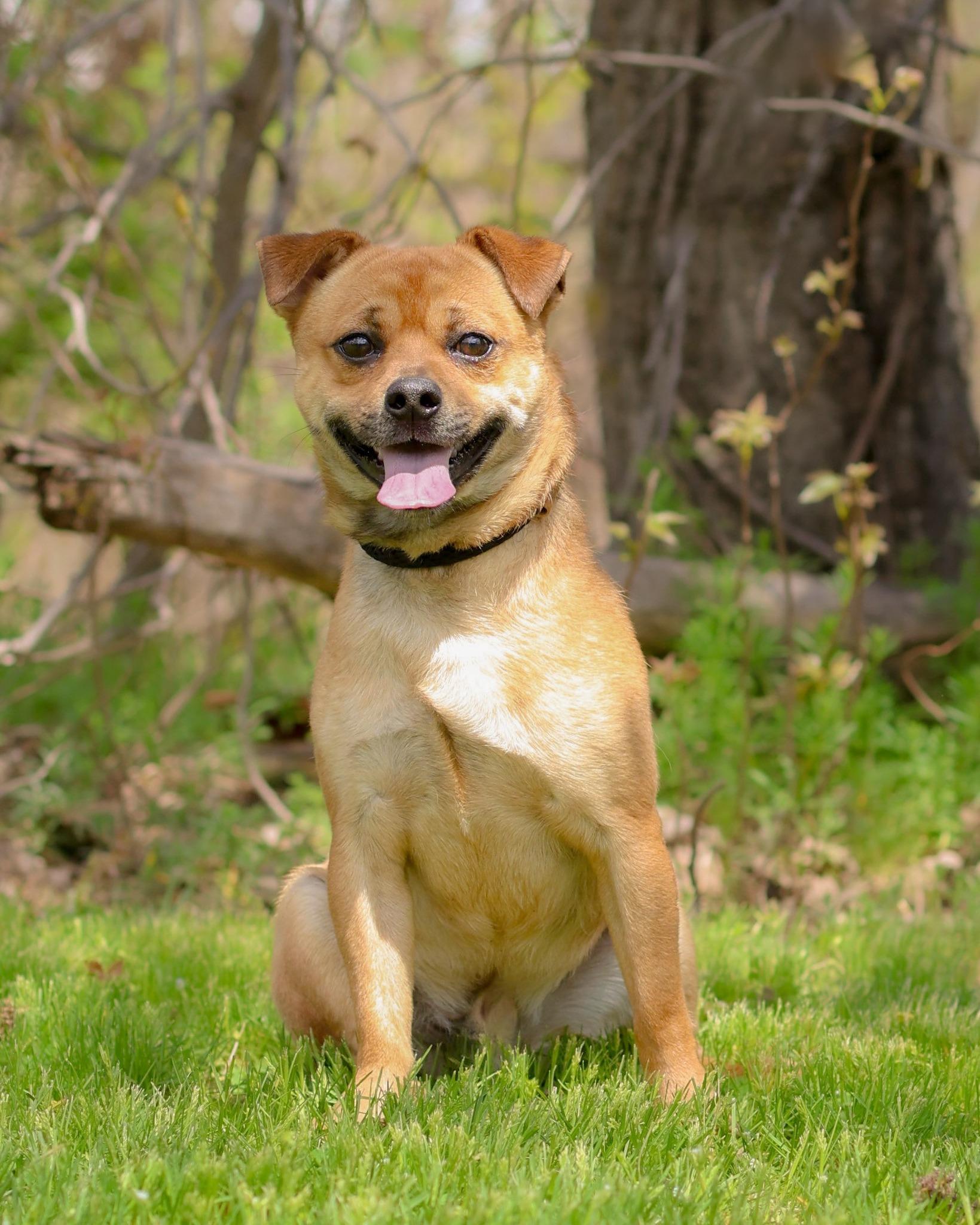 MARVIN THE MARTIAN (0522), ADOPTABLE, Adult Male Mixed Breed.
