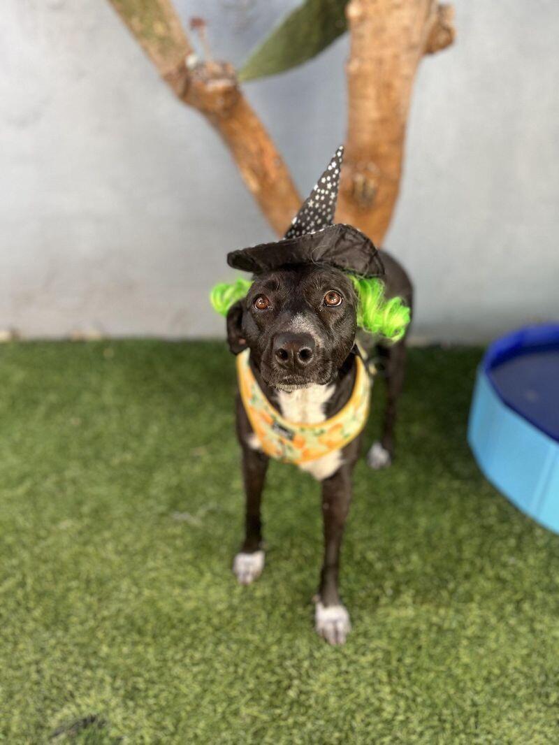 Enlarge Lindsey, a Adoptable mixed breed in Pasadena, CA image 5/5