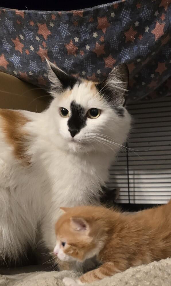 Hedwig, Adoptable, Adult Female Domestic Long Hair & Turkish Angora.