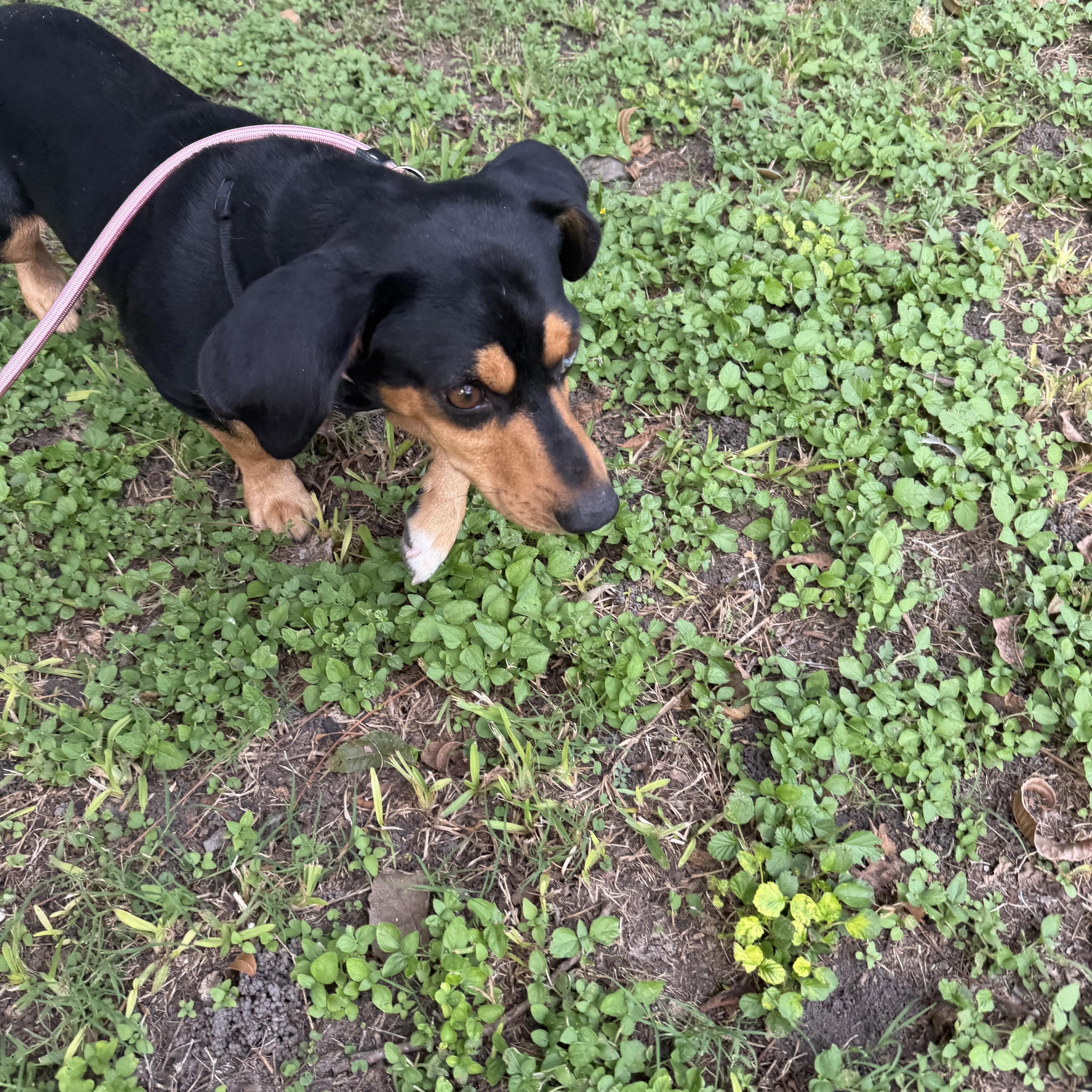 Enlarge Mario, a Adoptable mixed breed in Westerly, RI image 2/2
