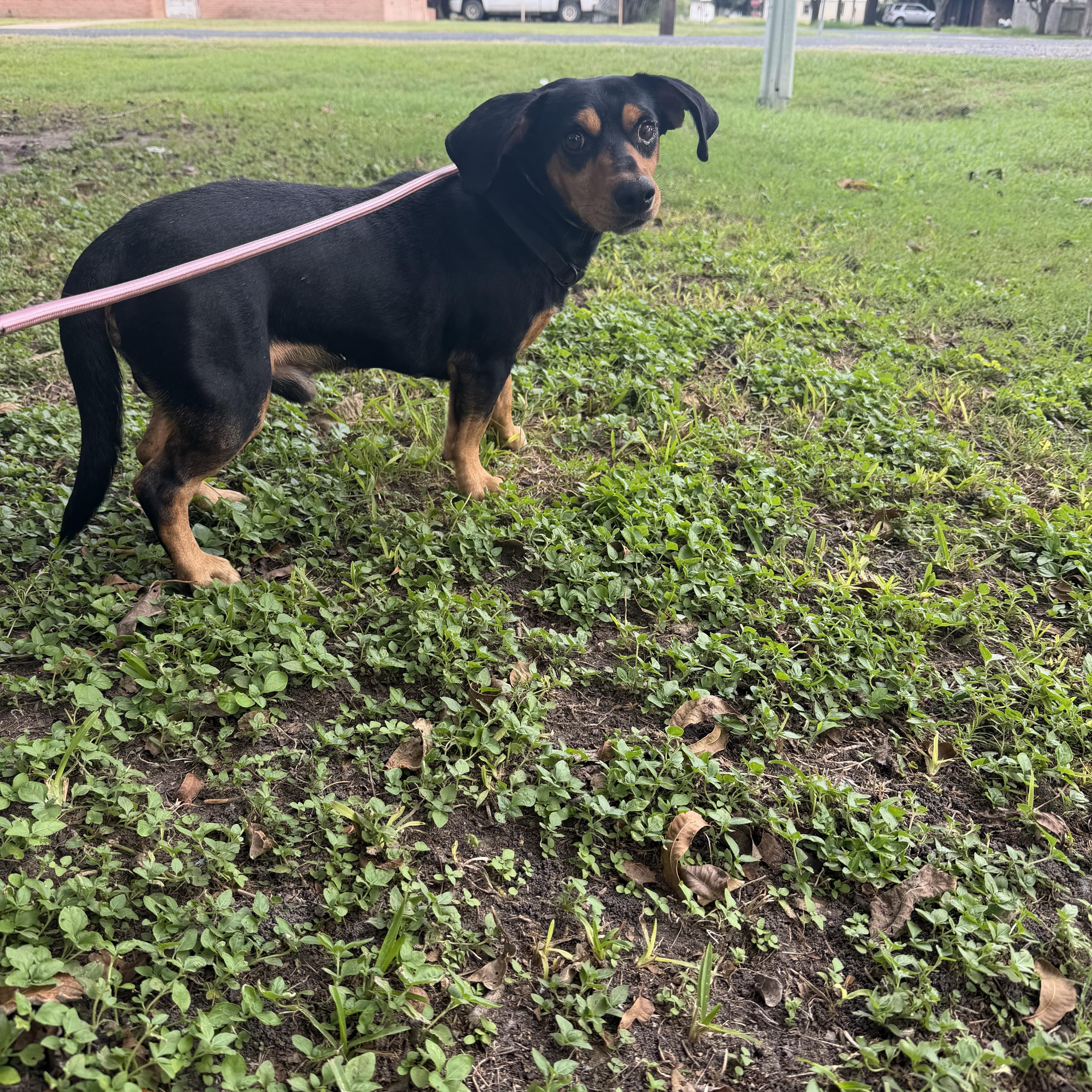 Mario, Adoptable, Adult Male Dachshund.