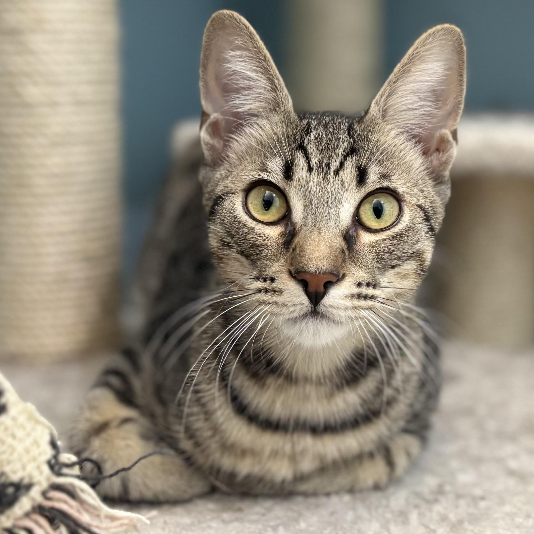 Enlarge Legolas, a Adoptable mixed breed in Beverly Hills, CA image 1/1