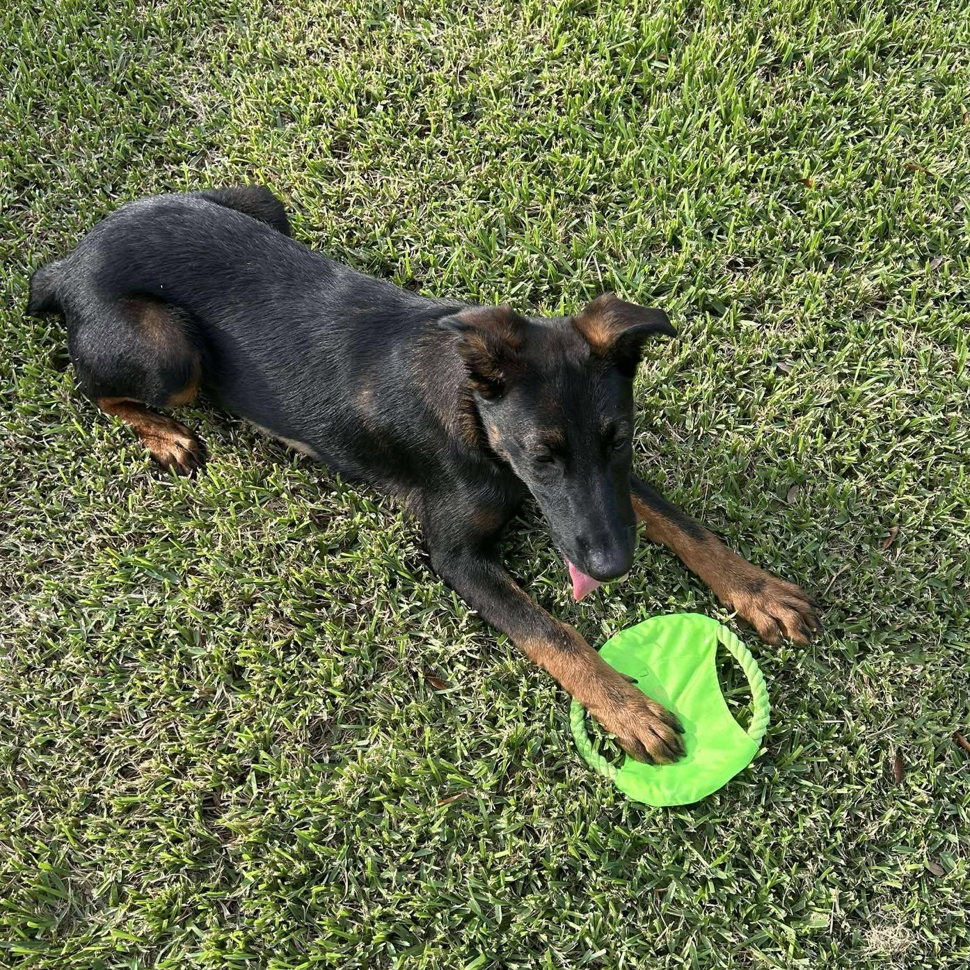 Dog for adoption - Palmer, a German Shepherd Dog Mix in Cherry Hill, NJ ...