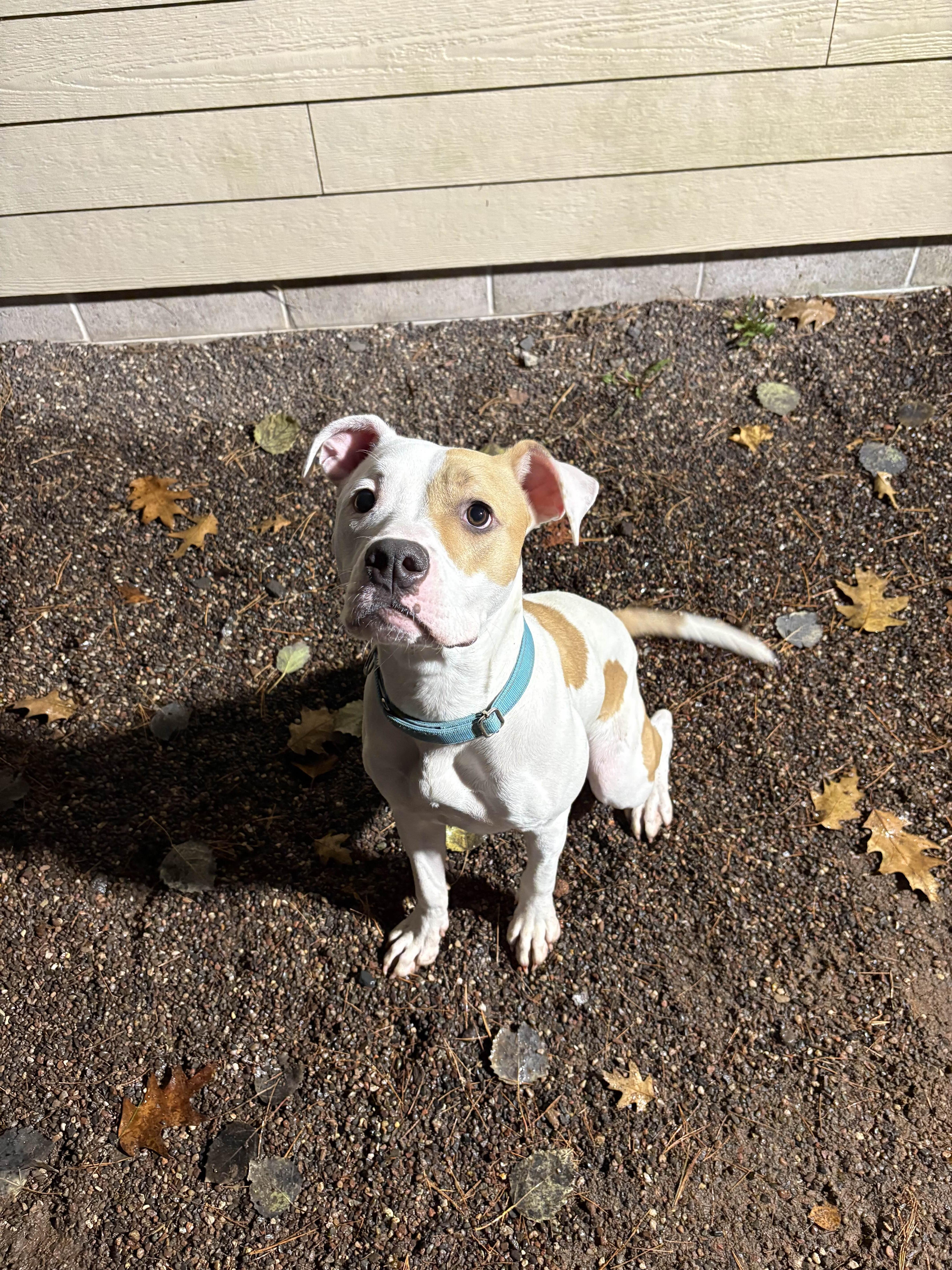 Siren, Adoptable, Young Female Mixed Breed.