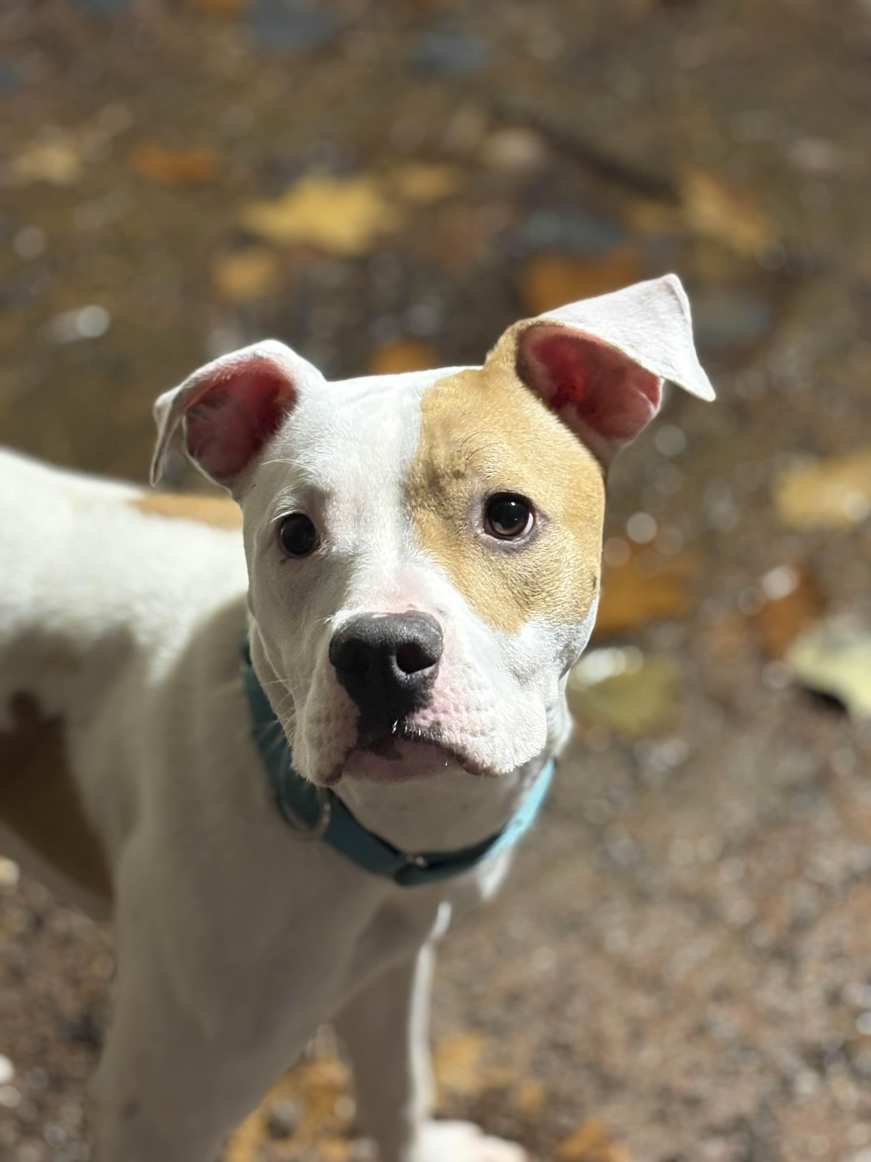 Siren, a Adoptable mixed breed in Houghton, MI image 2/2