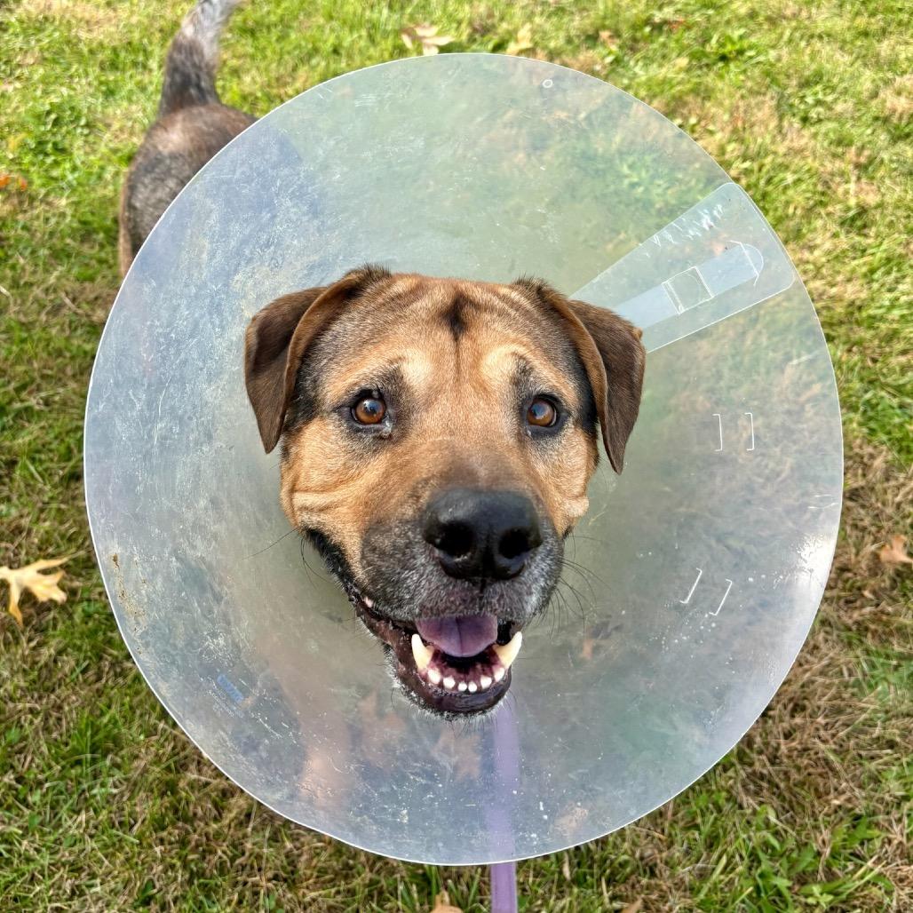 Bronco, Adoptable, Adult Male German Shepherd Dog & Bullmastiff.