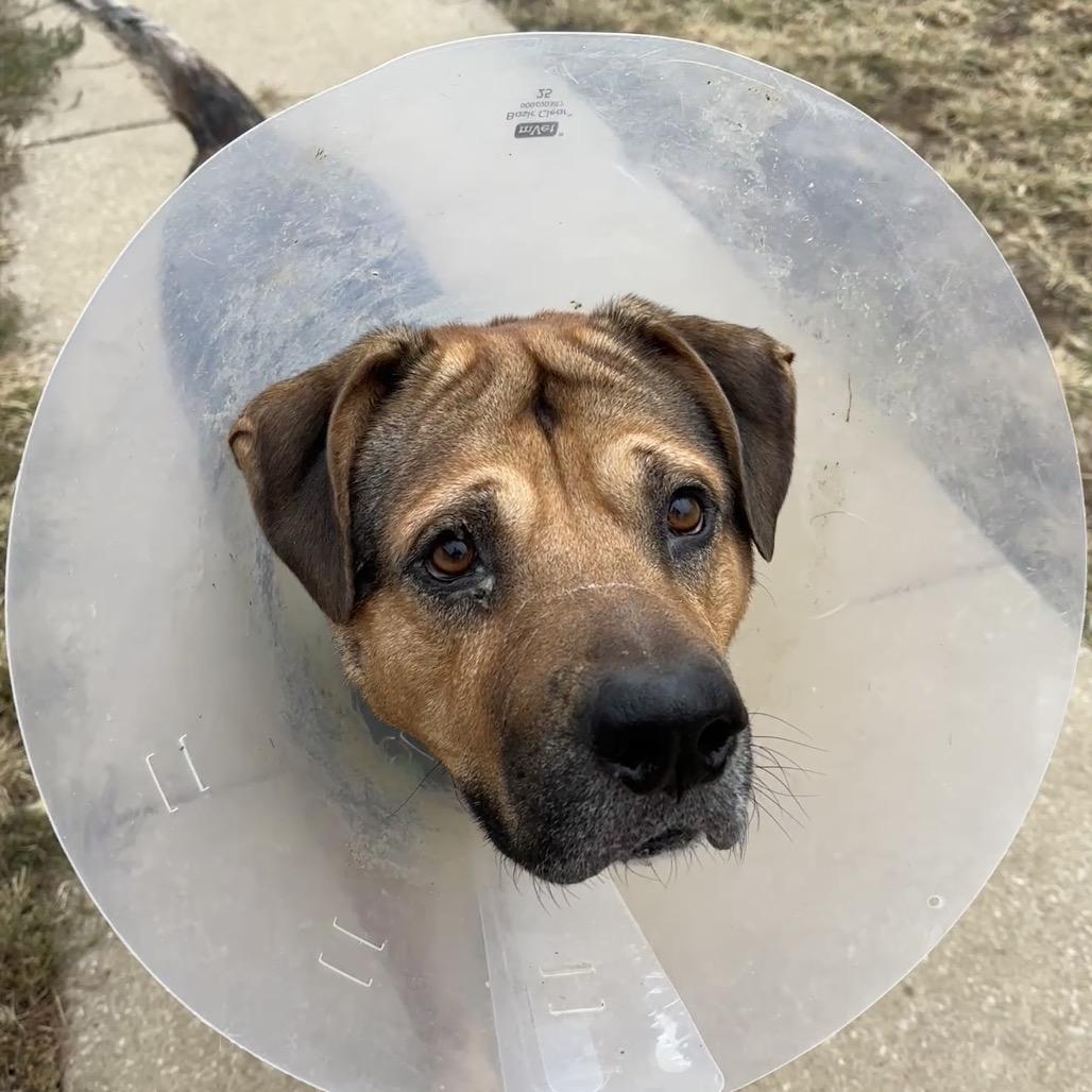 Bronco, a Adoptable mixed breed in Lake Jackson, TX image 2/6