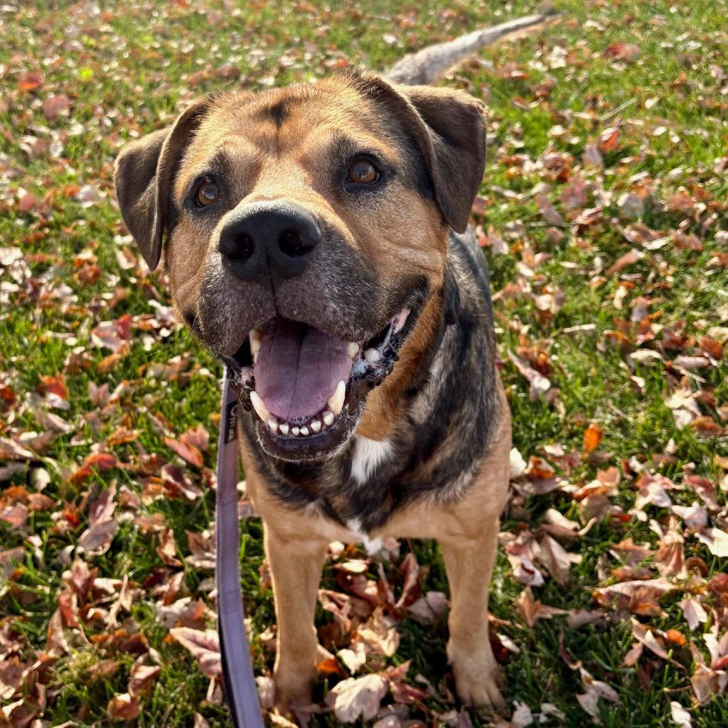 Bronco, a Adoptable mixed breed in Lake Jackson, TX image 3/6