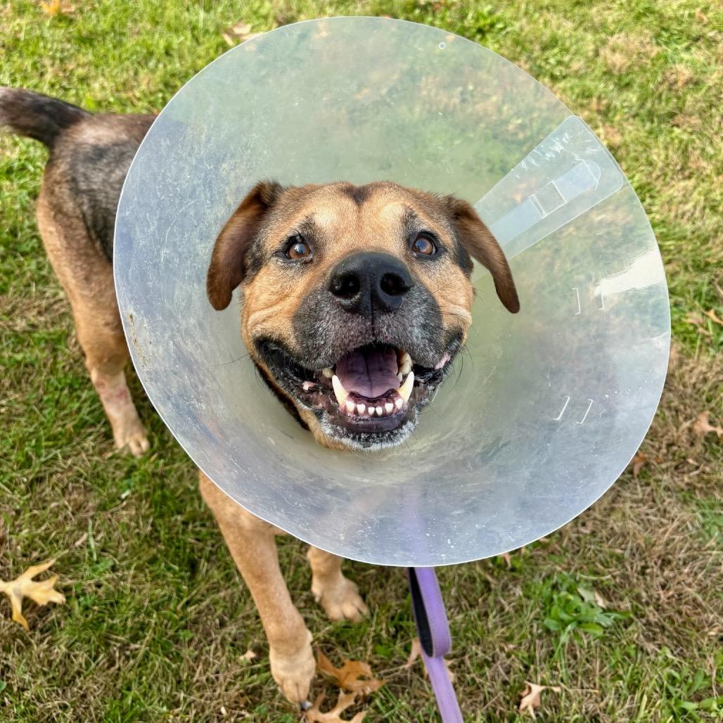Bronco, a Adoptable mixed breed in Lake Jackson, TX image 4/6