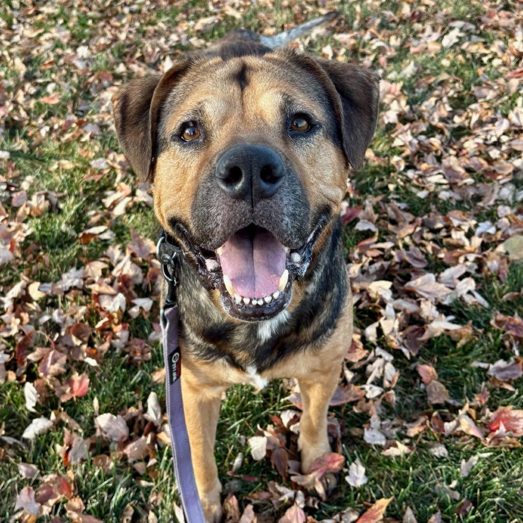 Bronco, a Adoptable mixed breed in Lake Jackson, TX image 5/6