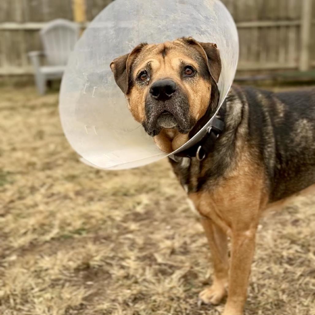 Bronco, a Adoptable mixed breed in Lake Jackson, TX image 6/6