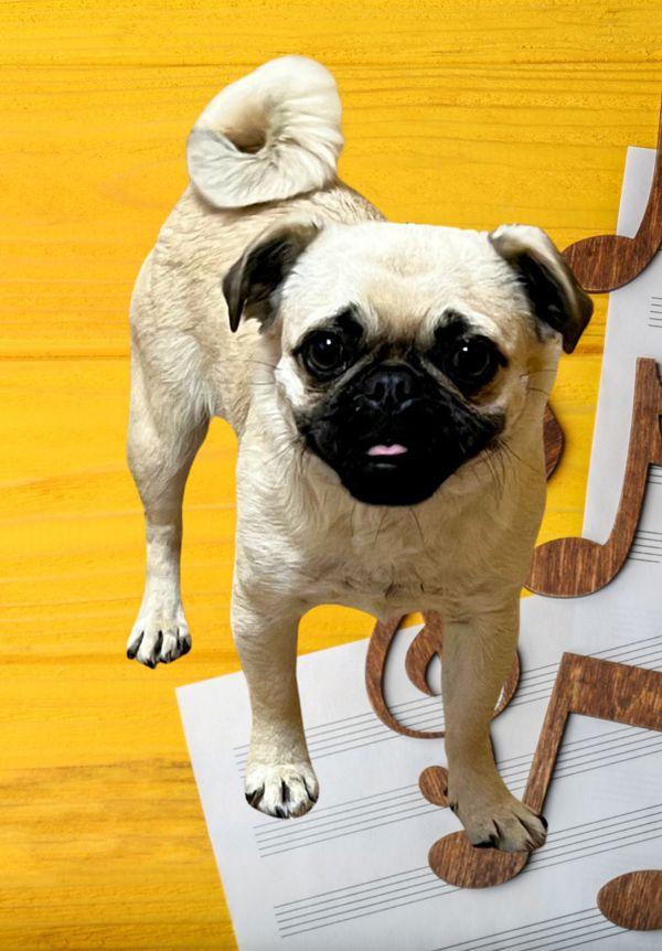 Lyric, Adoptable, Young Female Pug.