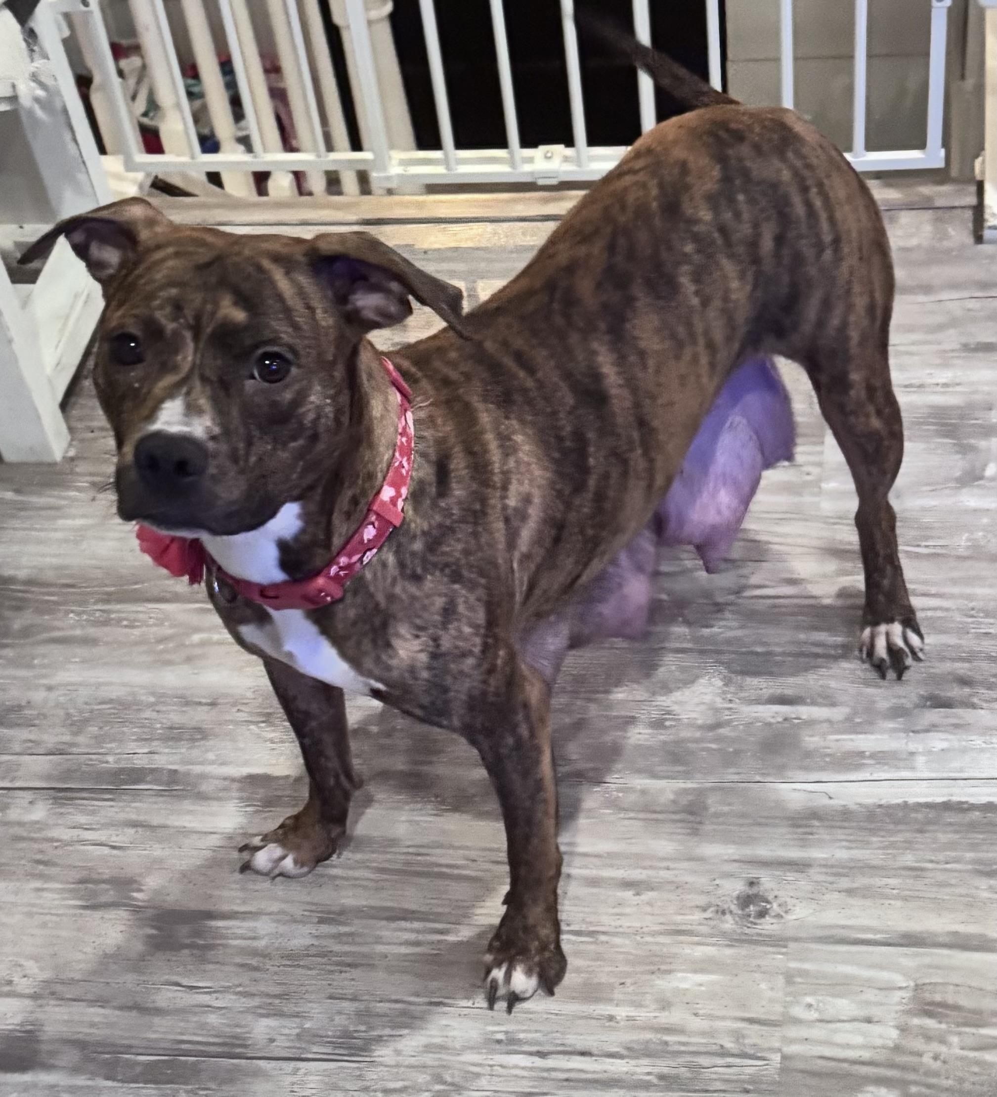 Enlarge Magnolia , an adopted Pit Bull Terrier in Annapolis, MD image 4/5