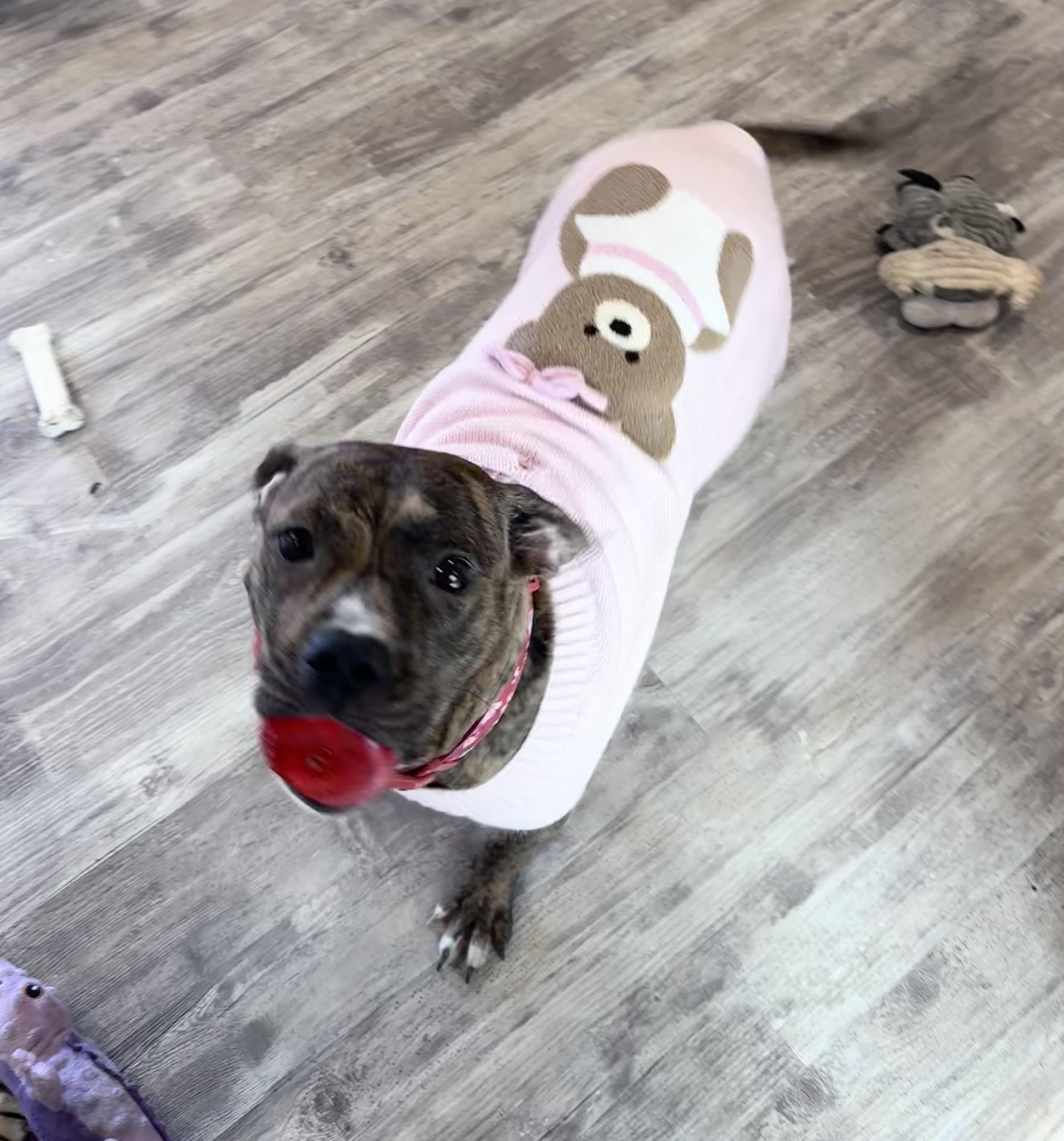 Enlarge Magnolia , an adopted Pit Bull Terrier in Annapolis, MD image 3/5