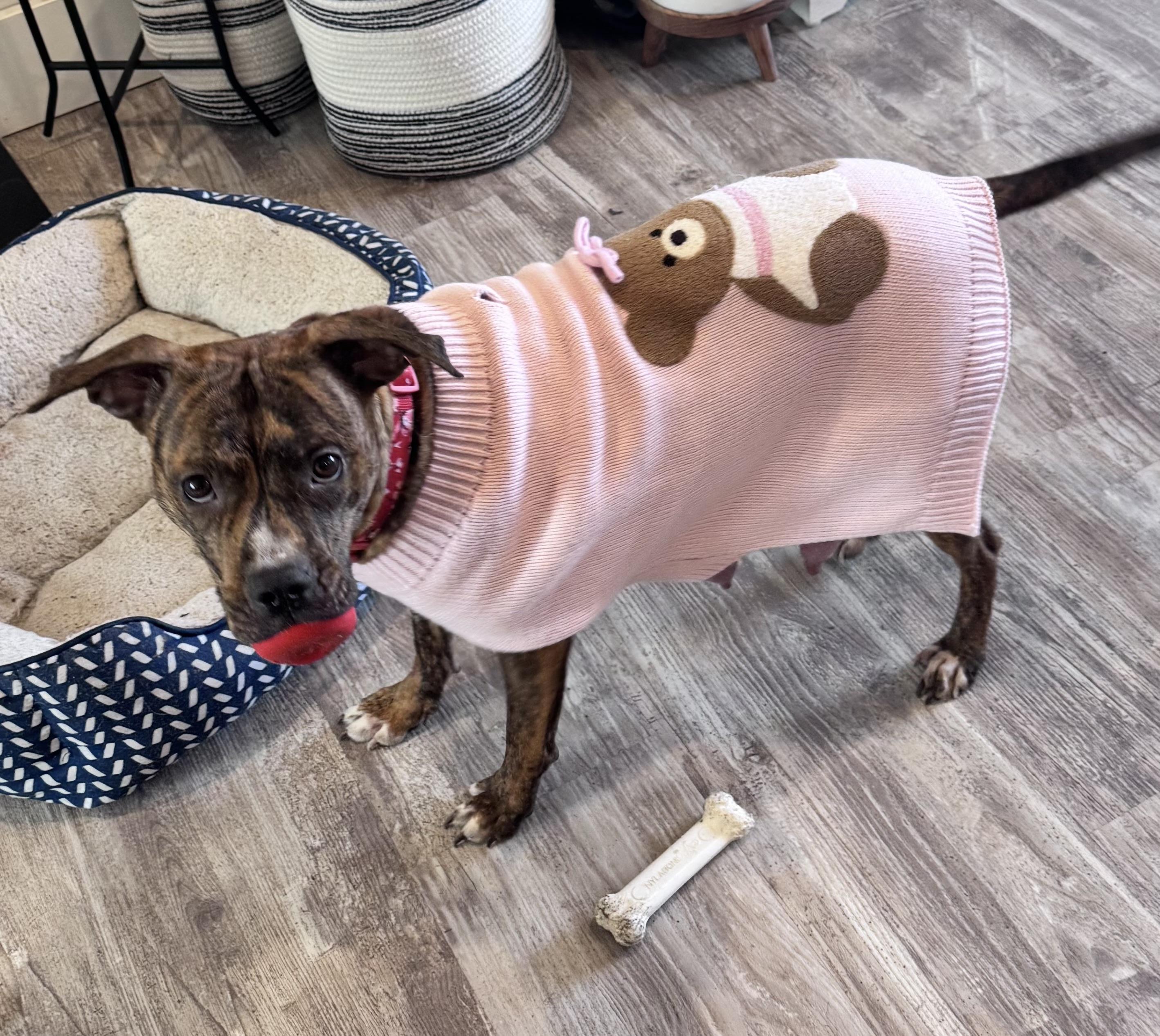 Magnolia , adopted, Adult Female Pit Bull Terrier.