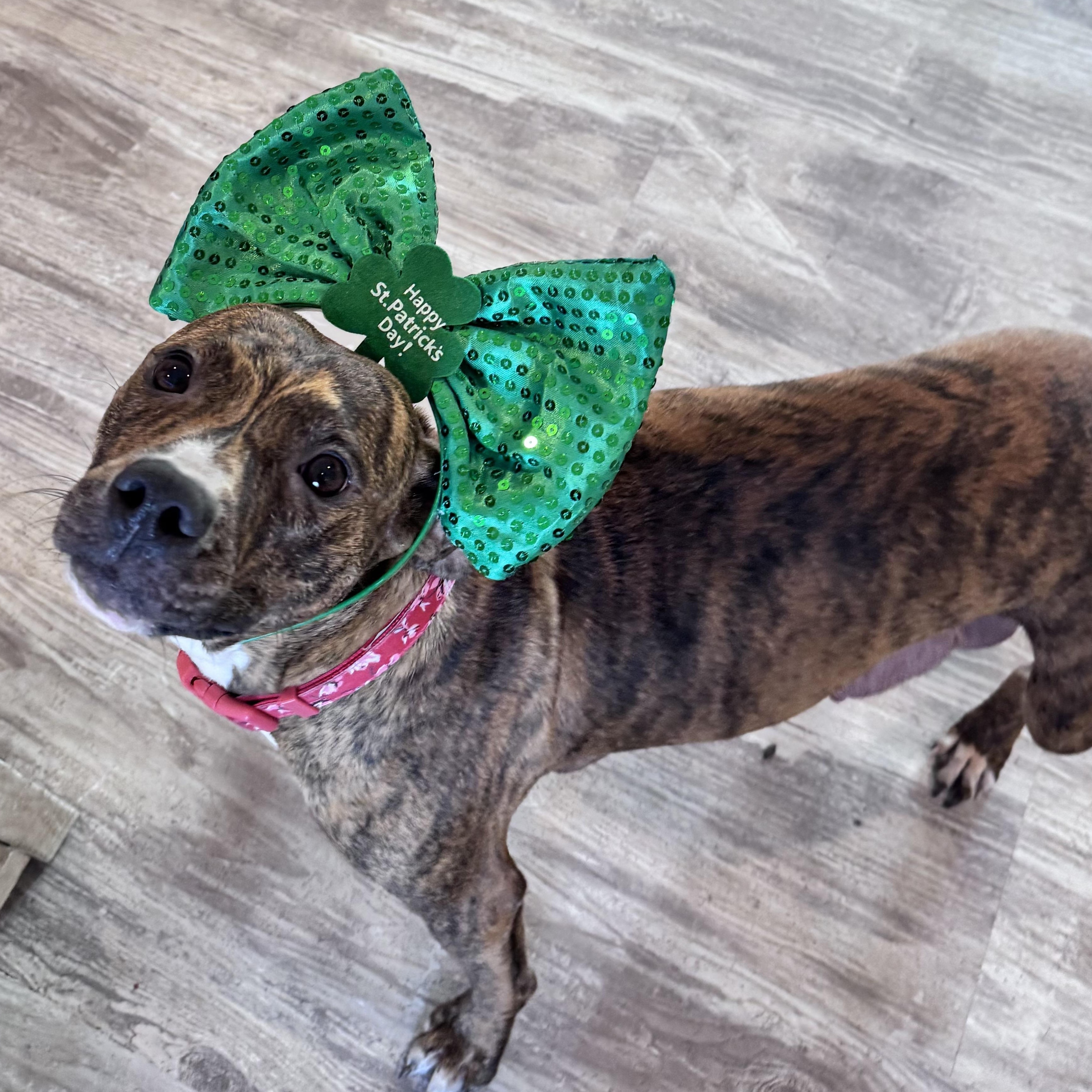 Enlarge Magnolia , an adopted Pit Bull Terrier in Annapolis, MD image 2/5