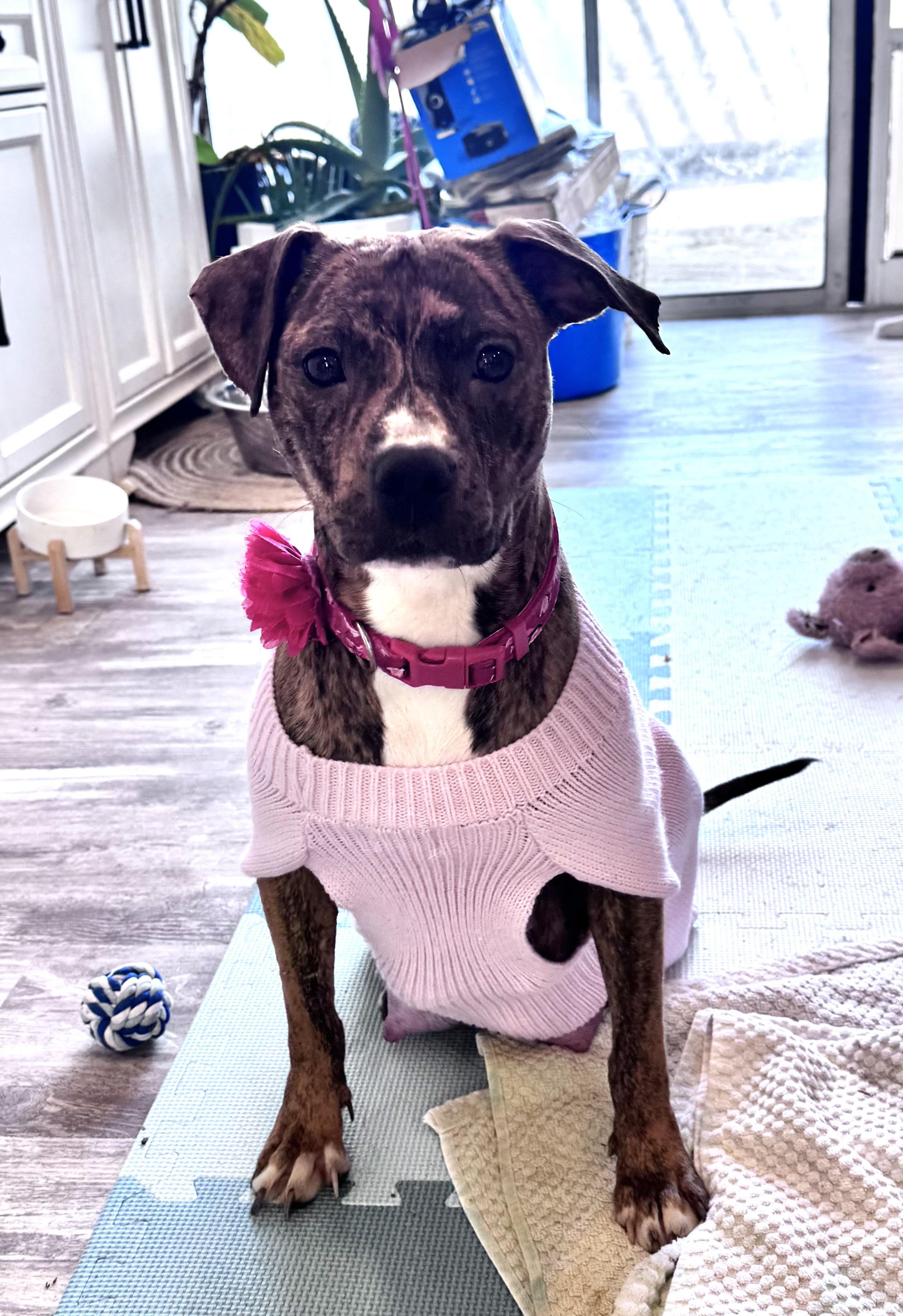 Enlarge Magnolia , an adopted Pit Bull Terrier in Annapolis, MD image 5/5