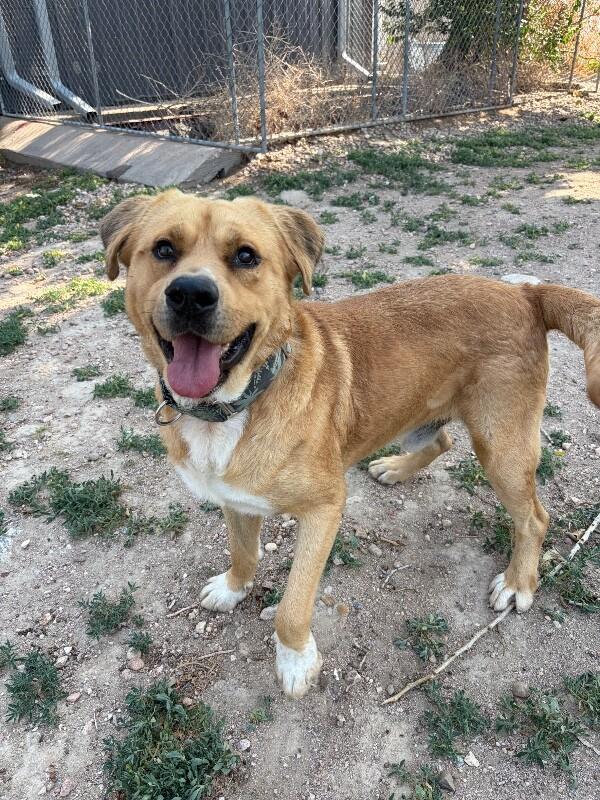 Big Red, Adoptable, Adult Male Golden Retriever & Chow Chow.