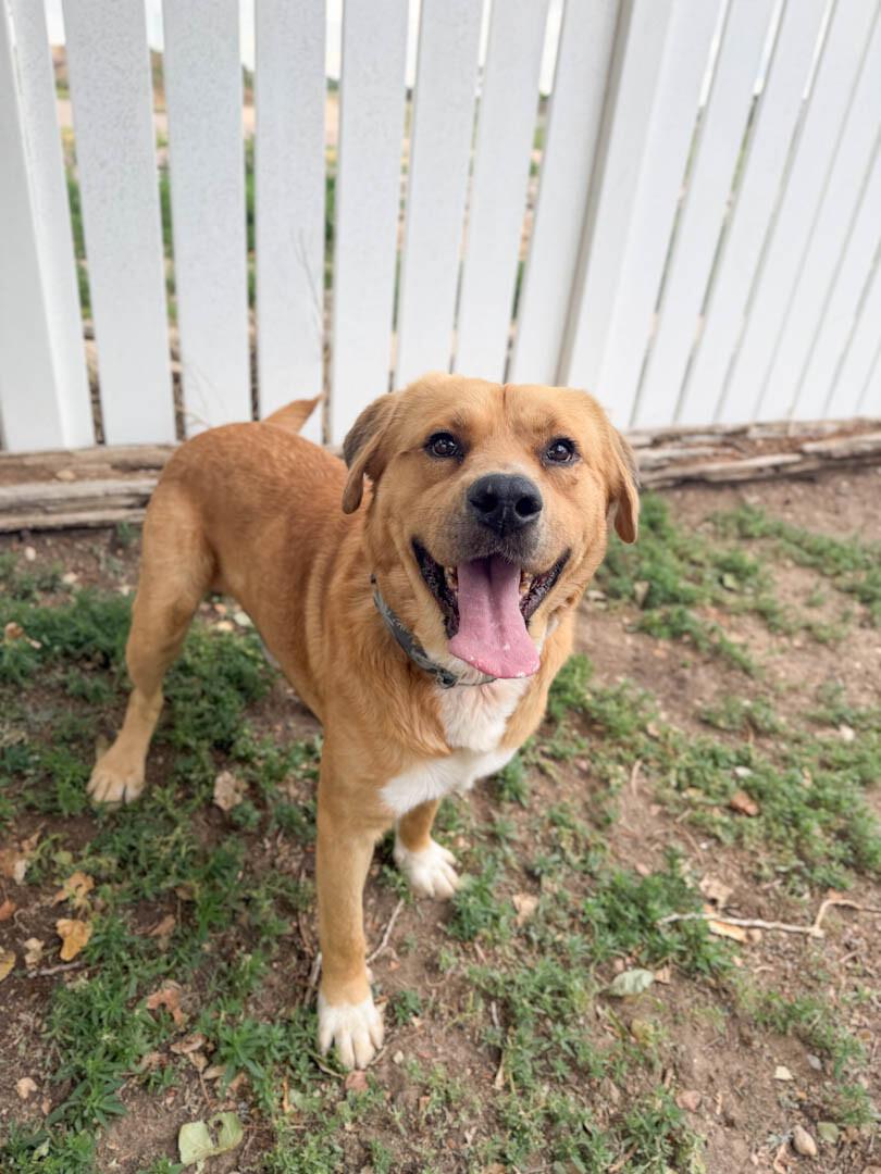 Big Red, a Adoptable mixed breed in Windsor, CO image 2/6