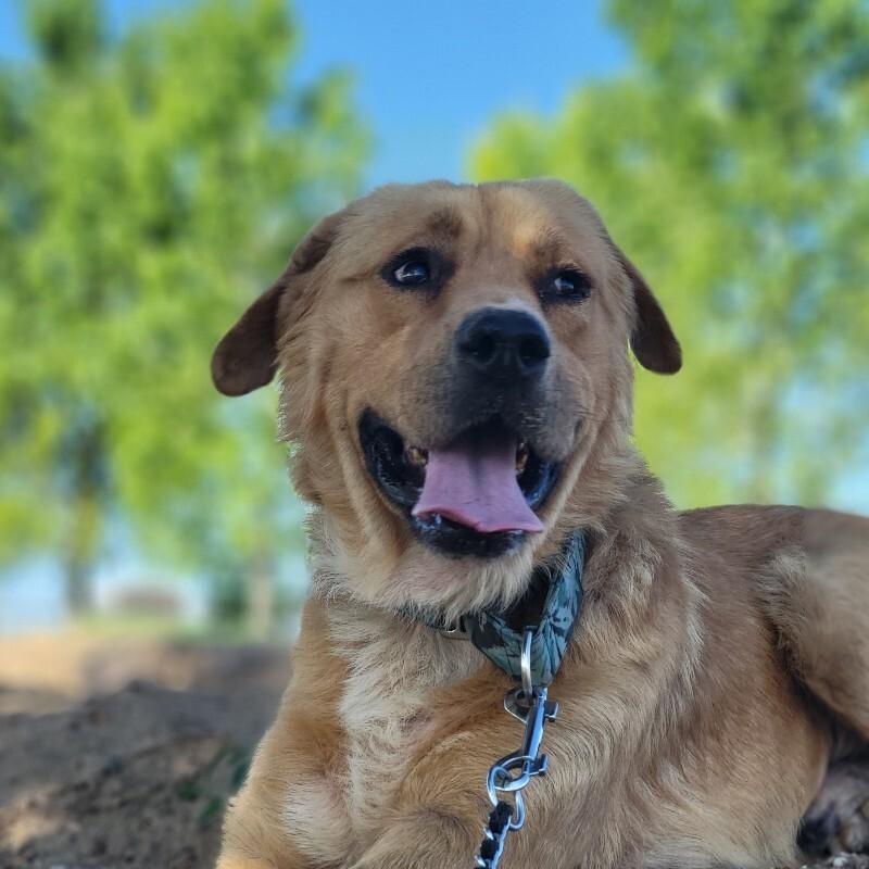Big Red, a Adoptable mixed breed in Windsor, CO image 3/6