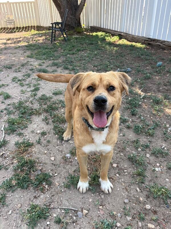 Big Red, a Adoptable mixed breed in Windsor, CO image 4/6