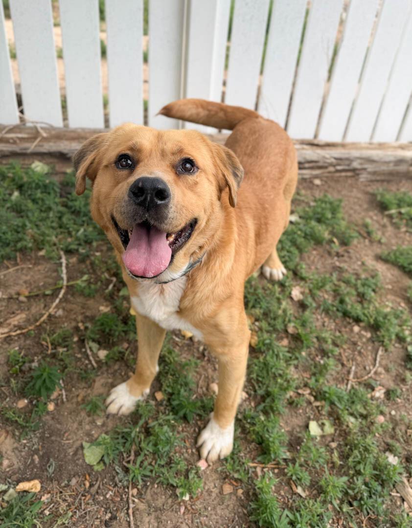 Big Red, a Adoptable mixed breed in Windsor, CO image 5/6