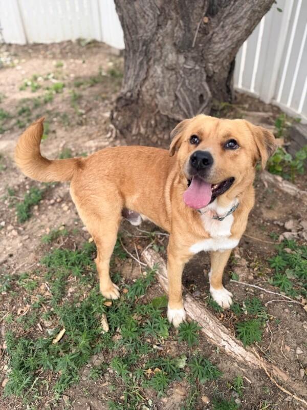 Big Red, a Adoptable mixed breed in Windsor, CO image 6/6