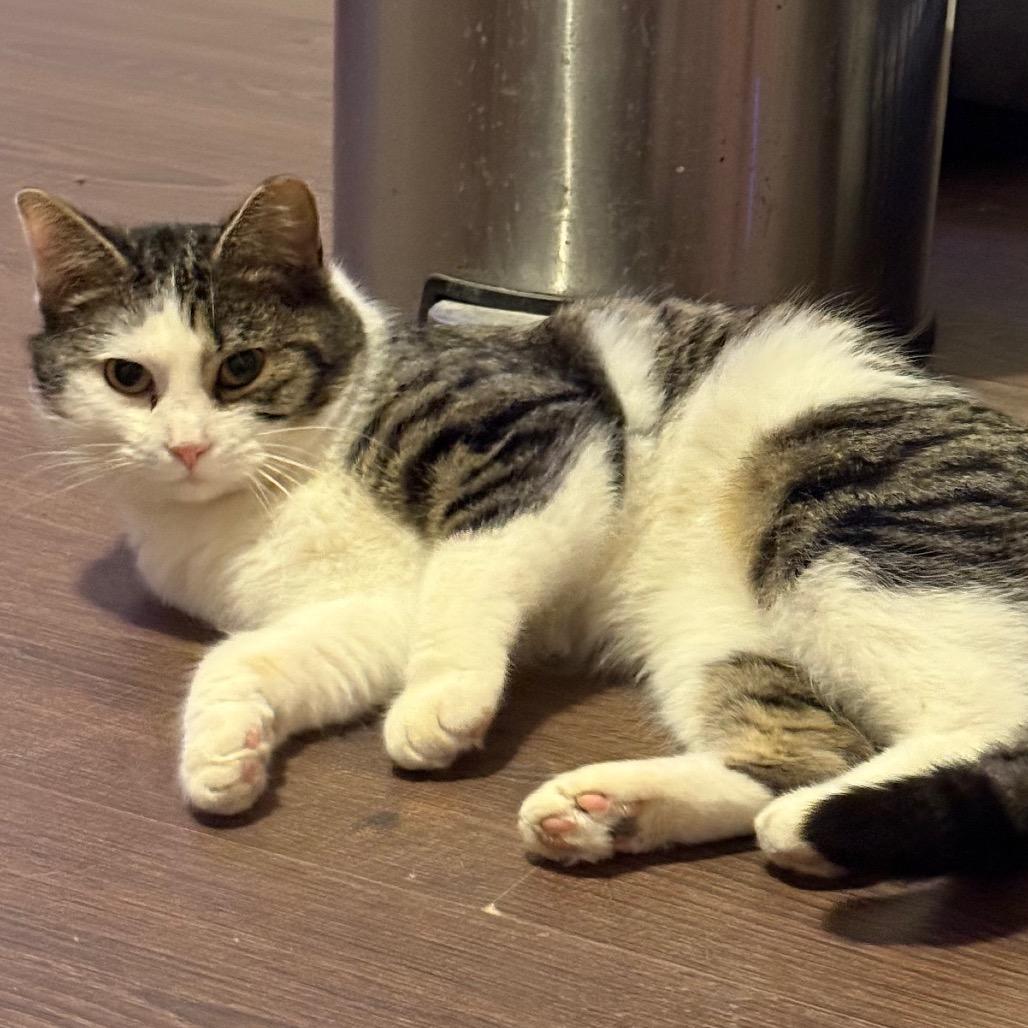 Enlarge Oliver, a Adoptable Domestic Short Hair in Hedgesville, WV image 1/3