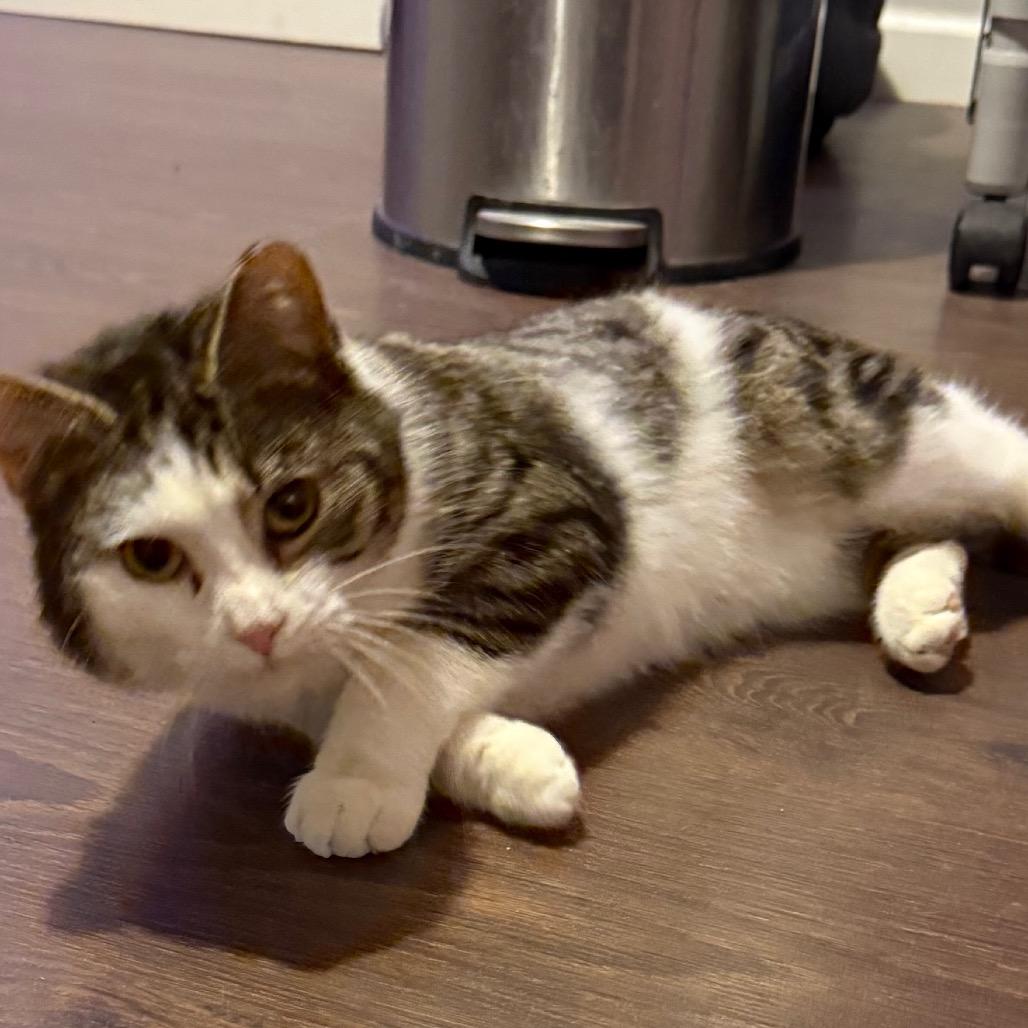 Enlarge Oliver, a Adoptable Domestic Short Hair in Hedgesville, WV image 2/3