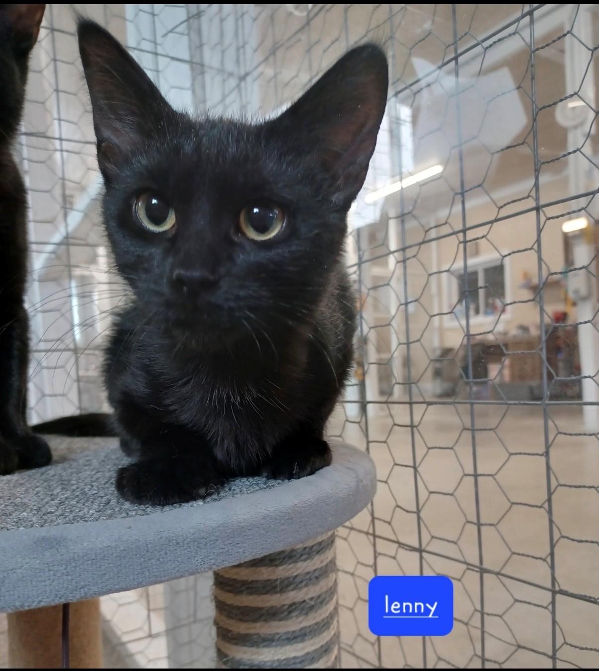 Lenny, adopted, Kitten Male Domestic Short Hair.