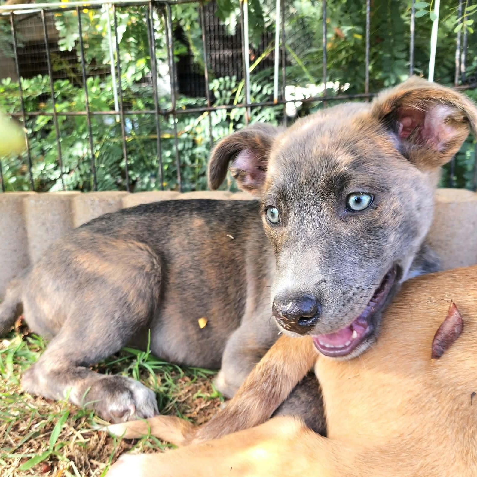 Enlarge Sherbet, a Adoptable mixed breed in Newport, VT image 3/6