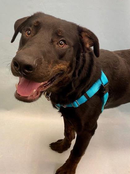 Enlarge Crush, a Adoptable mixed breed in Coon Rapids, MN image 1/3