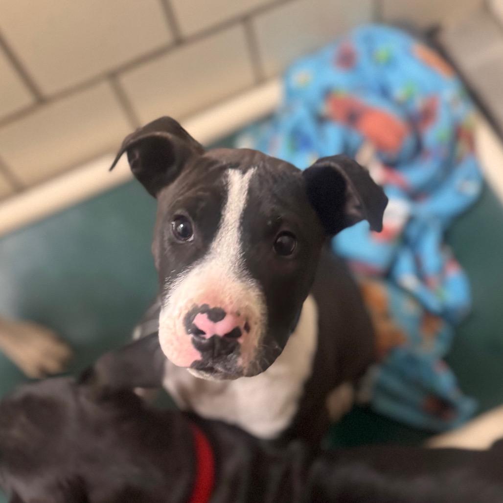Judge, Adoptable, Puppy Male Pit Bull Terrier.
