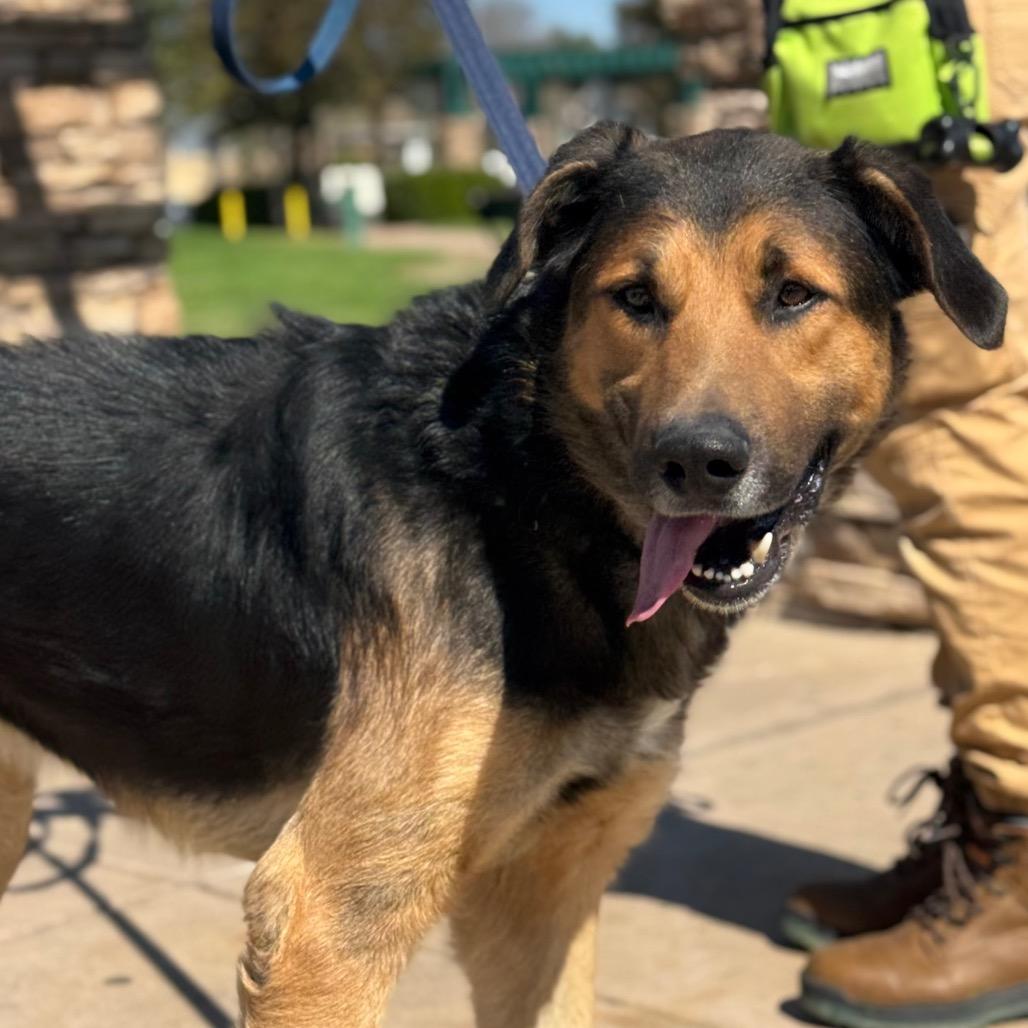 Cloud, Adoptable, Adult Male German Shepherd Dog.
