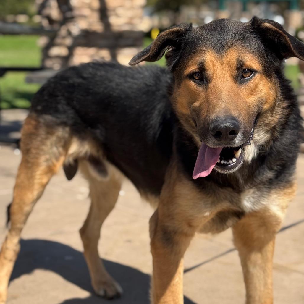 Cloud, a Adoptable German Shepherd Dog in Santa Barbara, CA image 2/6