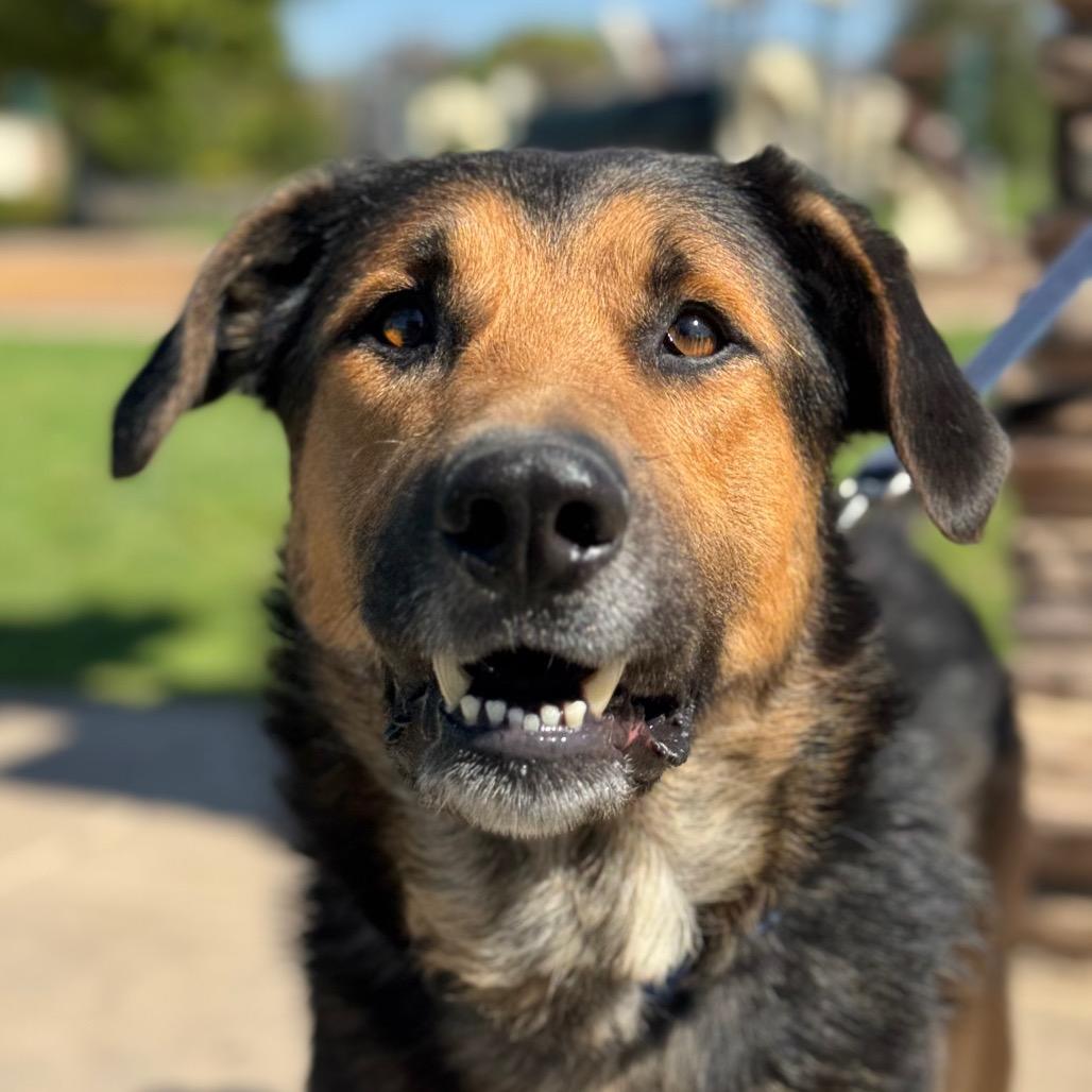 Cloud, a Adoptable German Shepherd Dog in Santa Barbara, CA image 3/6