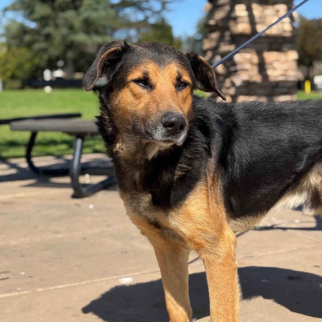 Cloud, a Adoptable German Shepherd Dog in Santa Barbara, CA image 4/6