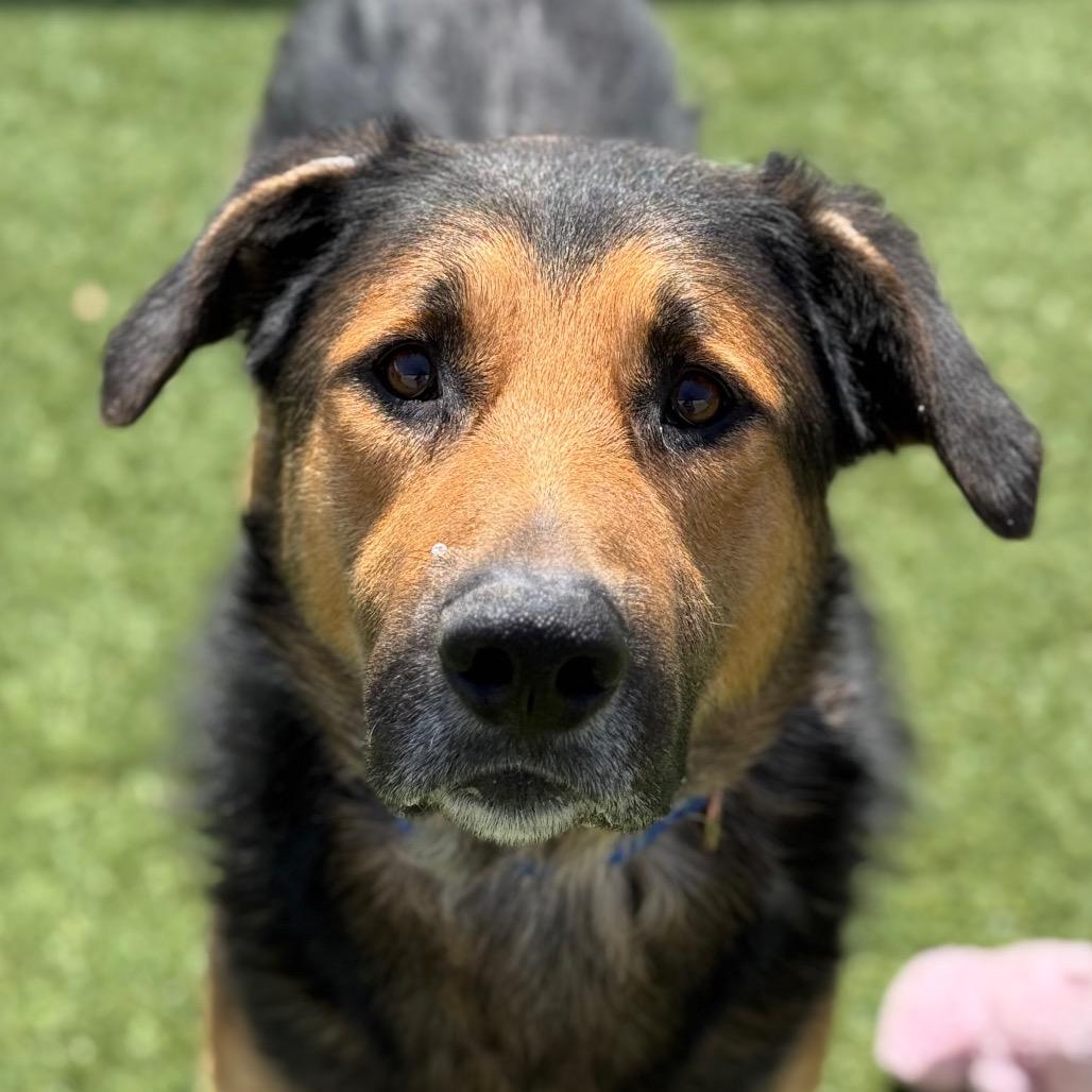Cloud, a Adoptable German Shepherd Dog in Santa Barbara, CA image 5/6