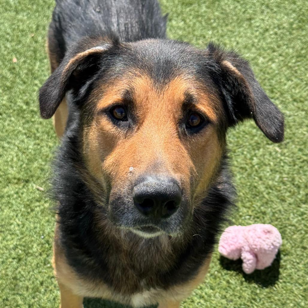 Cloud, a Adoptable German Shepherd Dog in Santa Barbara, CA image 6/6