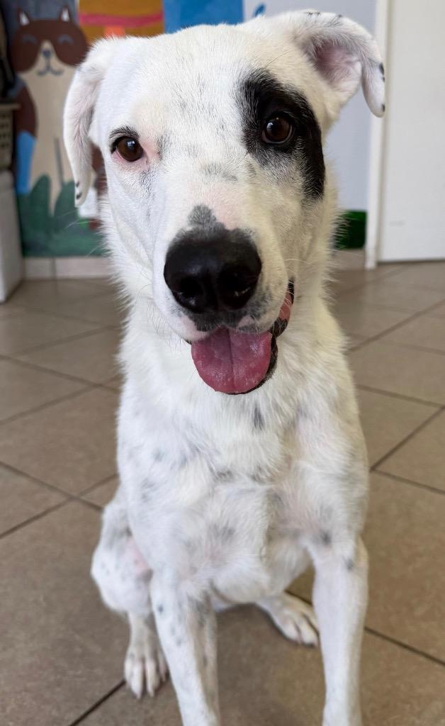 Pepper, a Adoptable mixed breed in Midland, TX image 1/6
