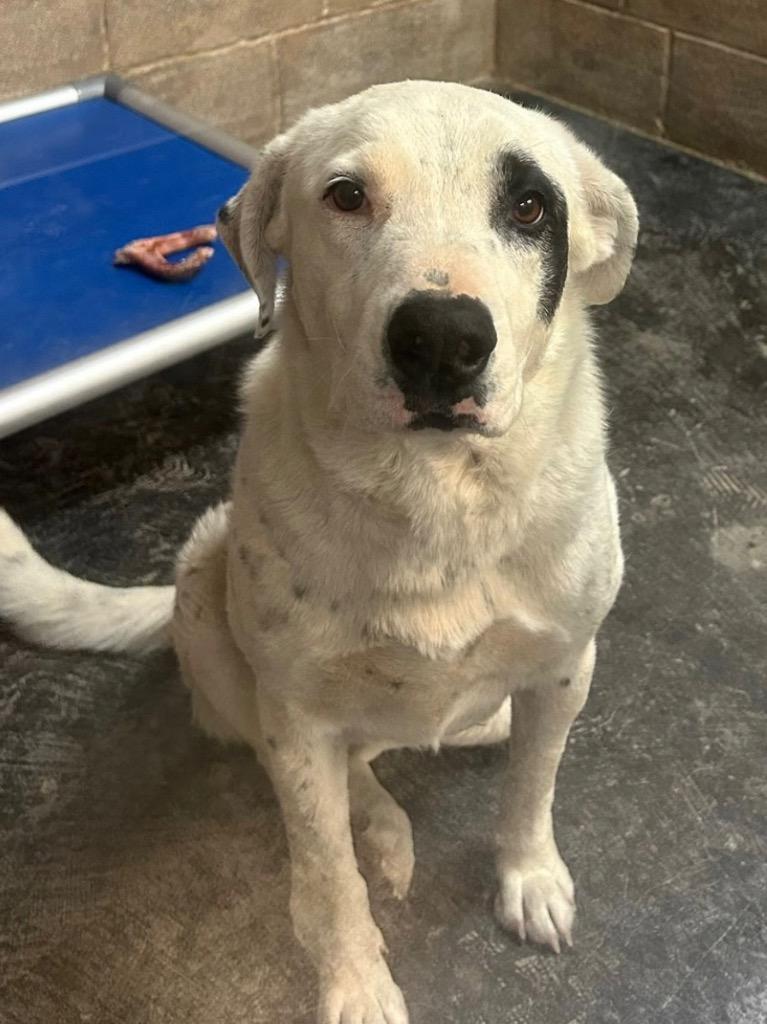 Pepper, Adoptable, Adult Female Cattle Dog.